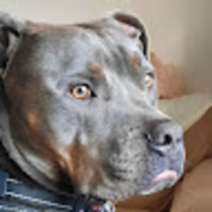 Meet your Posher, Bumbles